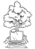alder